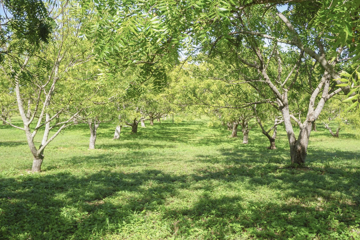 The Healing Benefits Of Abaco Neem Out Island Life